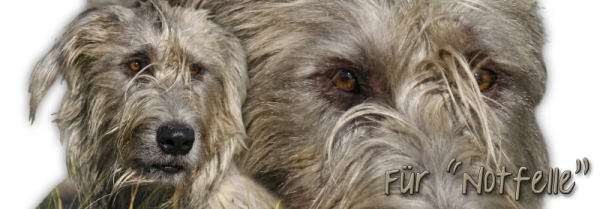 Spardose Irish Wolfhound